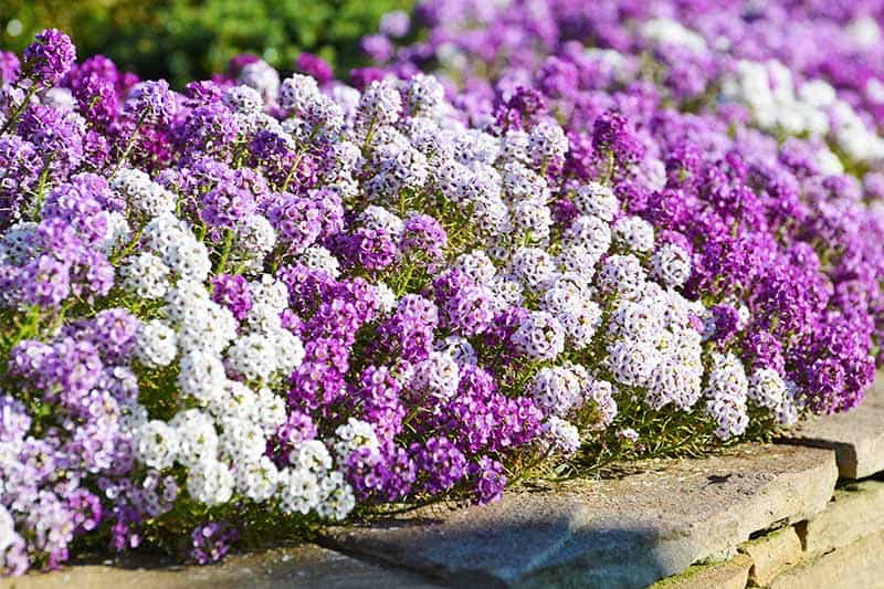 These 33 Plants Will Attract Butterflies To Your Garden