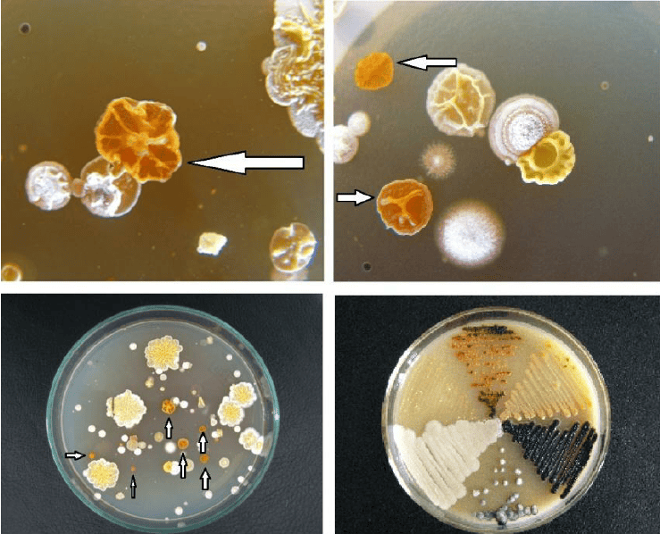 32 Times Deadly Poison Became Your Life-Saving Medication