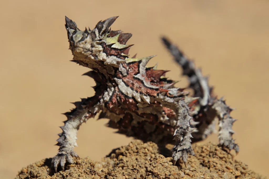 33 Scary-Looking Creatures That Are Surprisingly Friendly