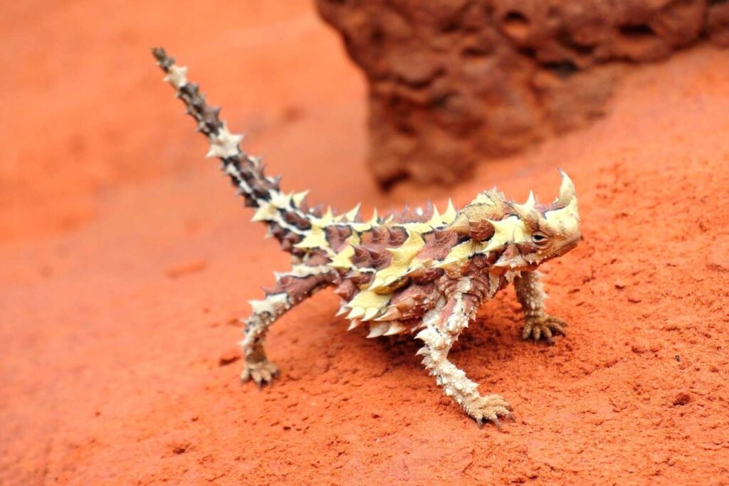 38 Weird and Fascinating Animals You Will Only Find in Australia
