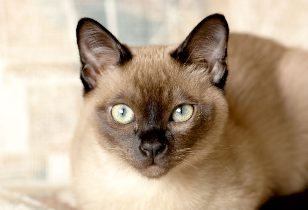 25 Compassionate Cat Breeds Known for Their Remarkable Emotional Intelligence