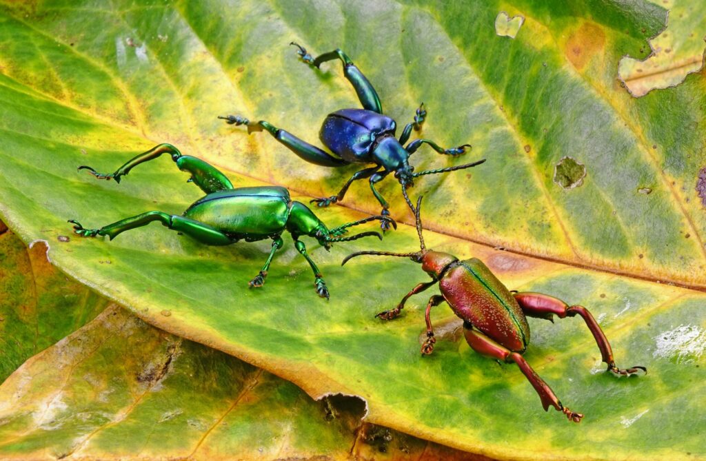 These 20 Tiny Bugs Actually Save Our Planet Every Day