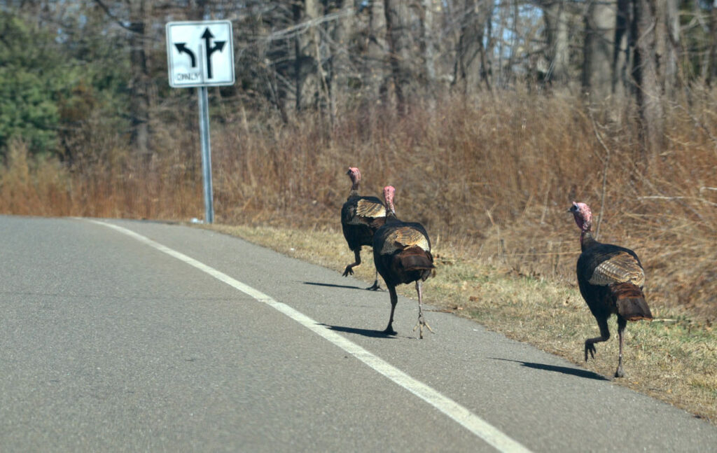 Brake or Swerve? The Ultimate Guide to Navigating 34 Different Animal Crossings