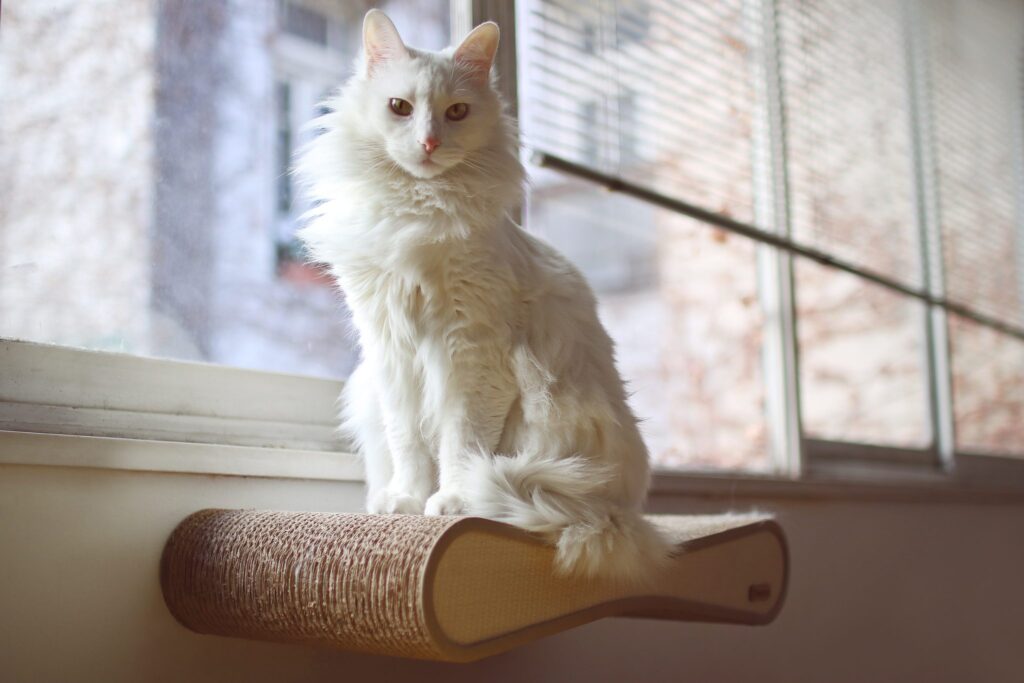 25 Compassionate Cat Breeds Known for Their Remarkable Emotional Intelligence