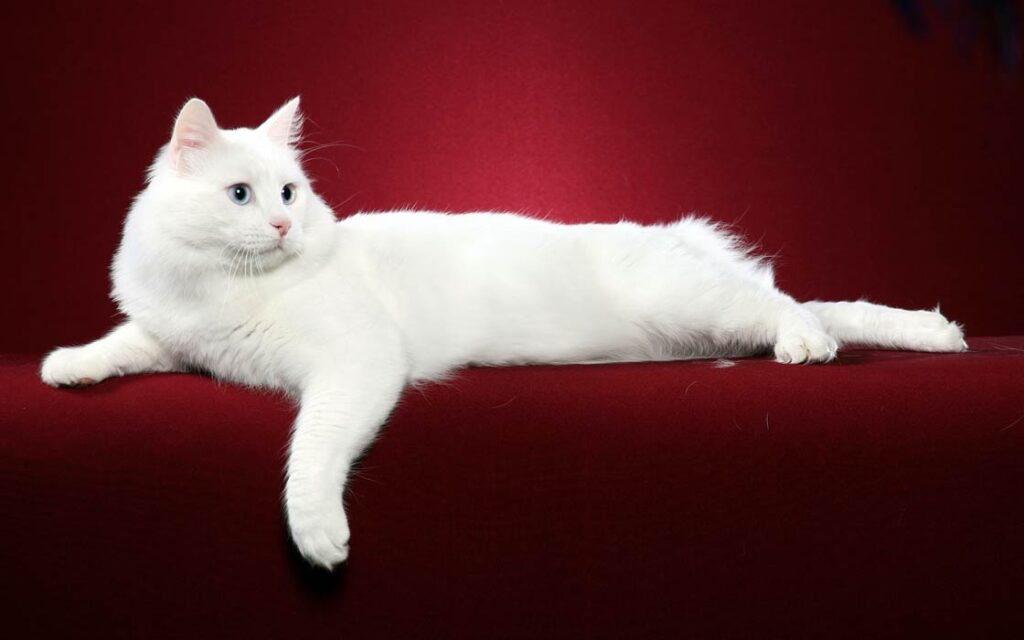 25 Unique Cat Breeds That You’ve Probably Never Seen