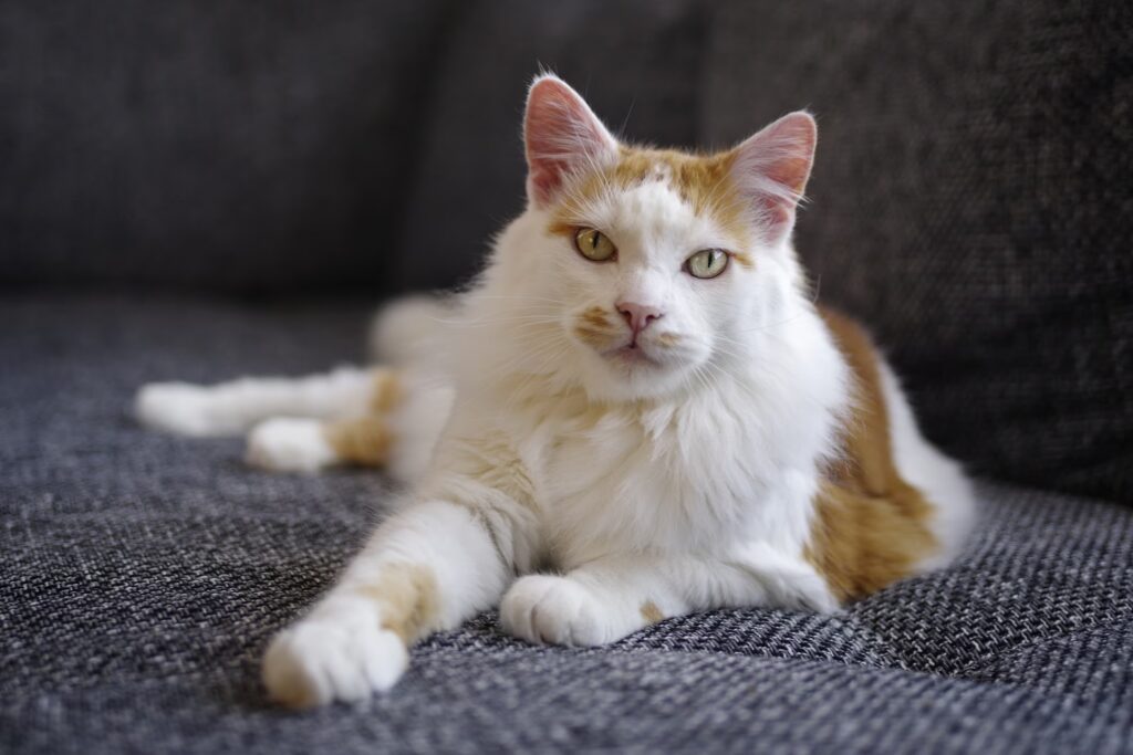 25 Compassionate Cat Breeds Known for Their Remarkable Emotional Intelligence