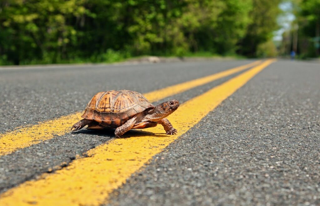 Brake or Swerve? The Ultimate Guide to Navigating 34 Different Animal Crossings