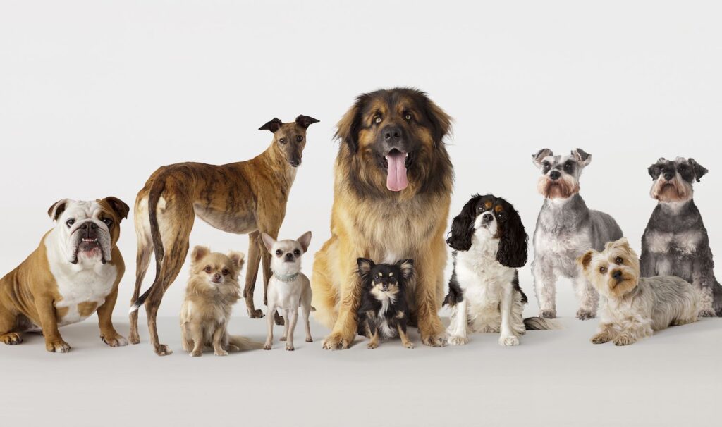 Brains and Paws: These Are the World’s Smartest Dog Breeds!