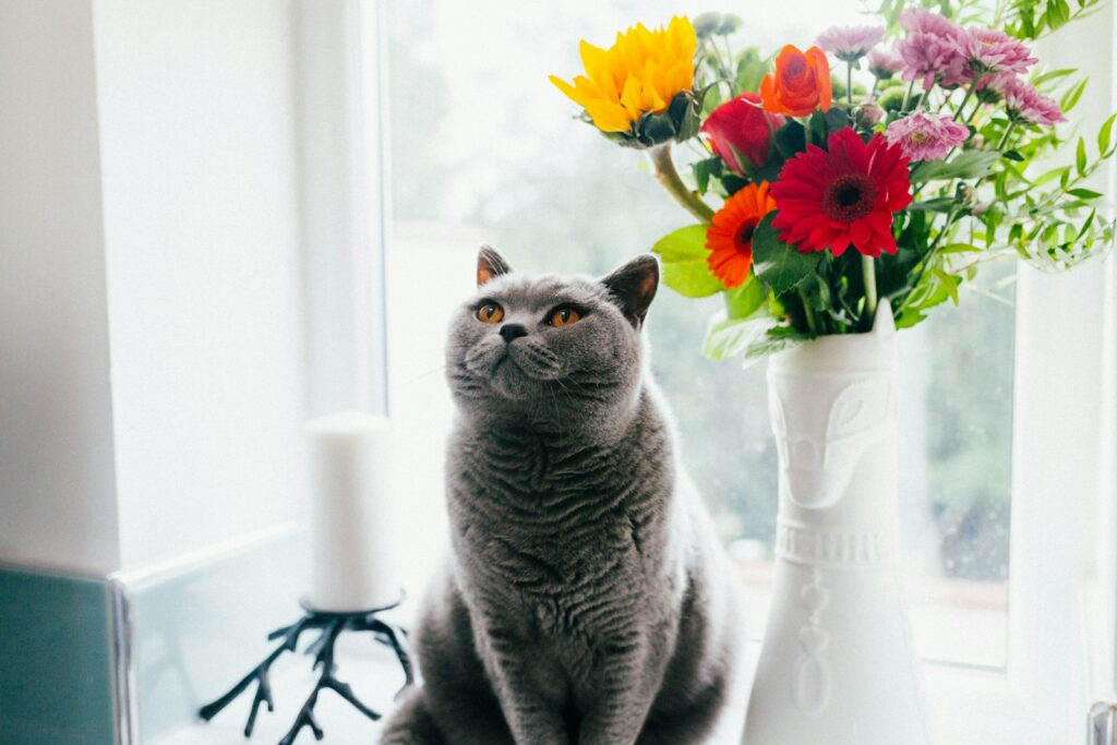 15 Behaviors That Show Your Cat Has Chosen You as Its Family and 5 You Need To Be Concerned About