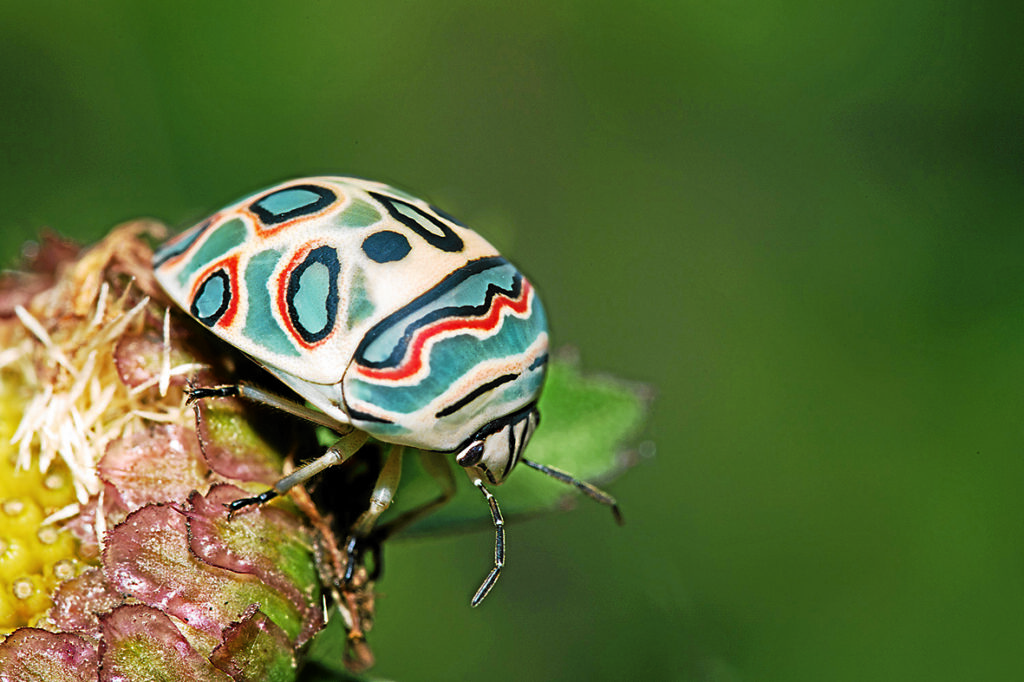 23 Insects So Beautiful You Won&#8217;t Believe They&#8217;re Real