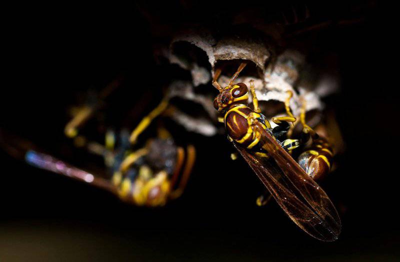 27 &#8220;Pests&#8221; and Their Surprising Role in the Ecosystem