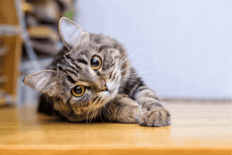 25 Compassionate Cat Breeds Known for Their Remarkable Emotional Intelligence