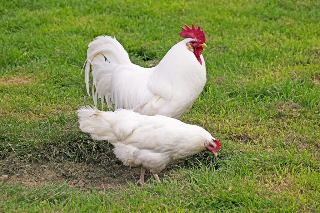 25 of the Most Beautiful Domesticated Chickens in America