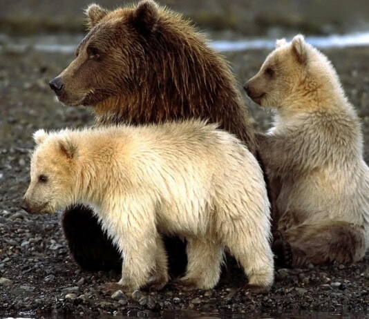 30 Astonishing Animal Hybrids Straight From Nature