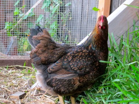 25 of the Most Beautiful Domesticated Chickens in America