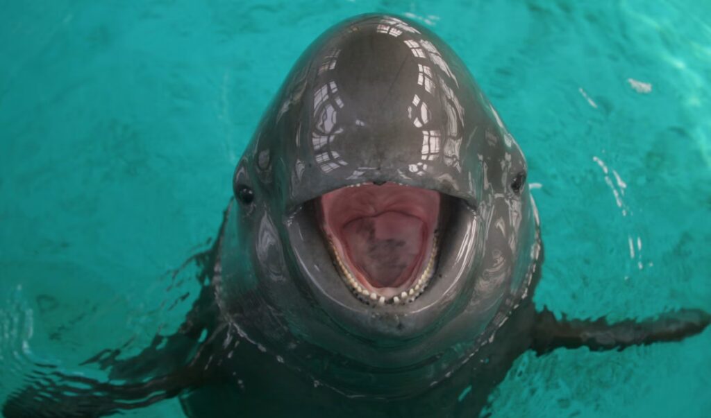 Sound Hunters: 33 Incredible Animals That Navigate Their World Through Echoes