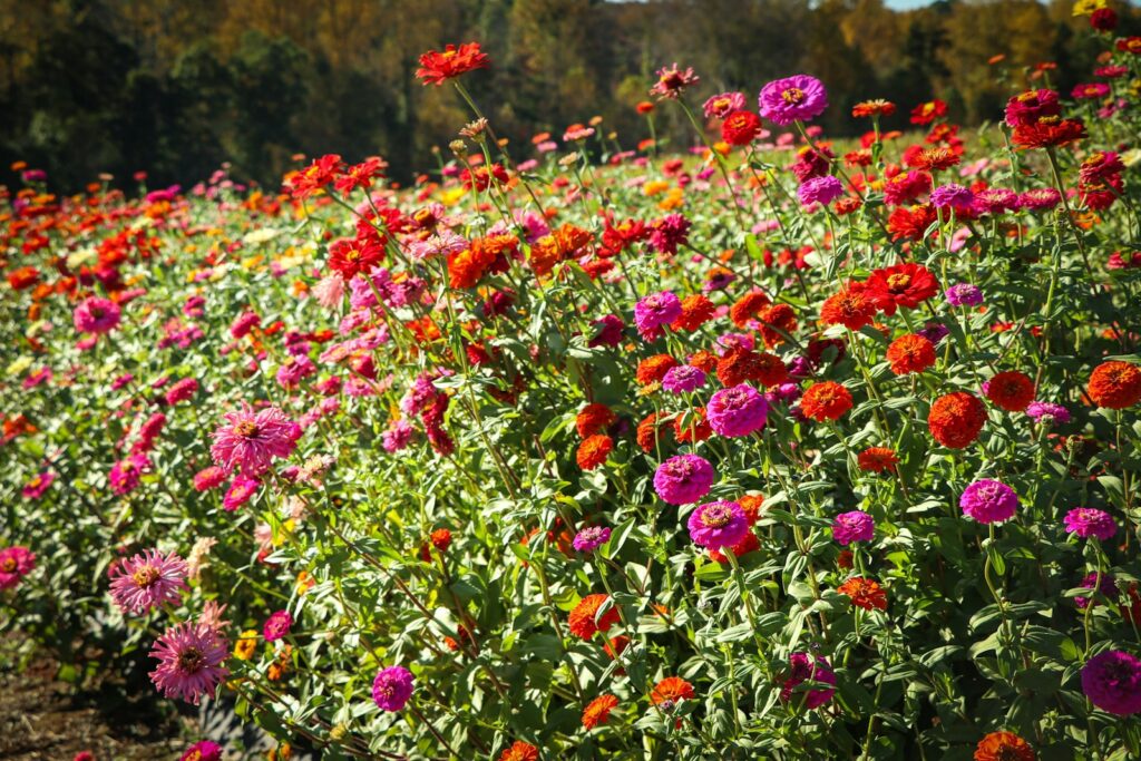 25 Pollinator-Friendly Plants to Support Local Ecosystems in Your Backyard