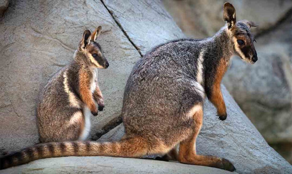38 Weird and Fascinating Animals You Will Only Find in Australia