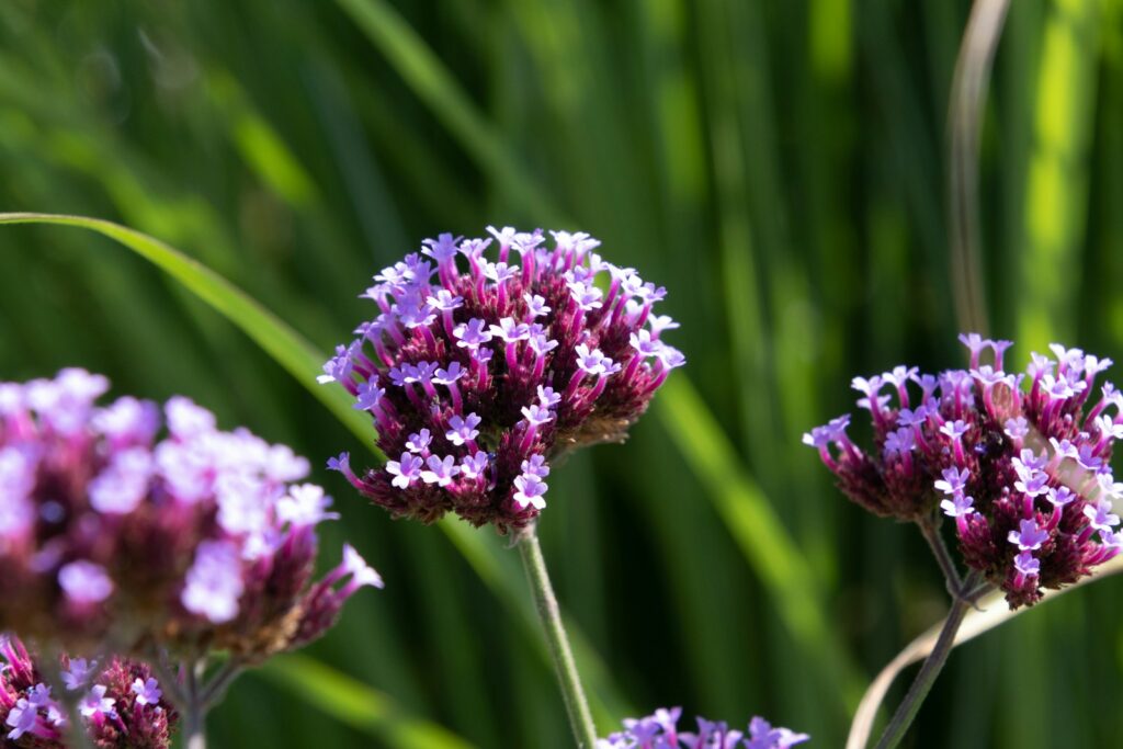 25 Pollinator-Friendly Plants to Support Local Ecosystems in Your Backyard