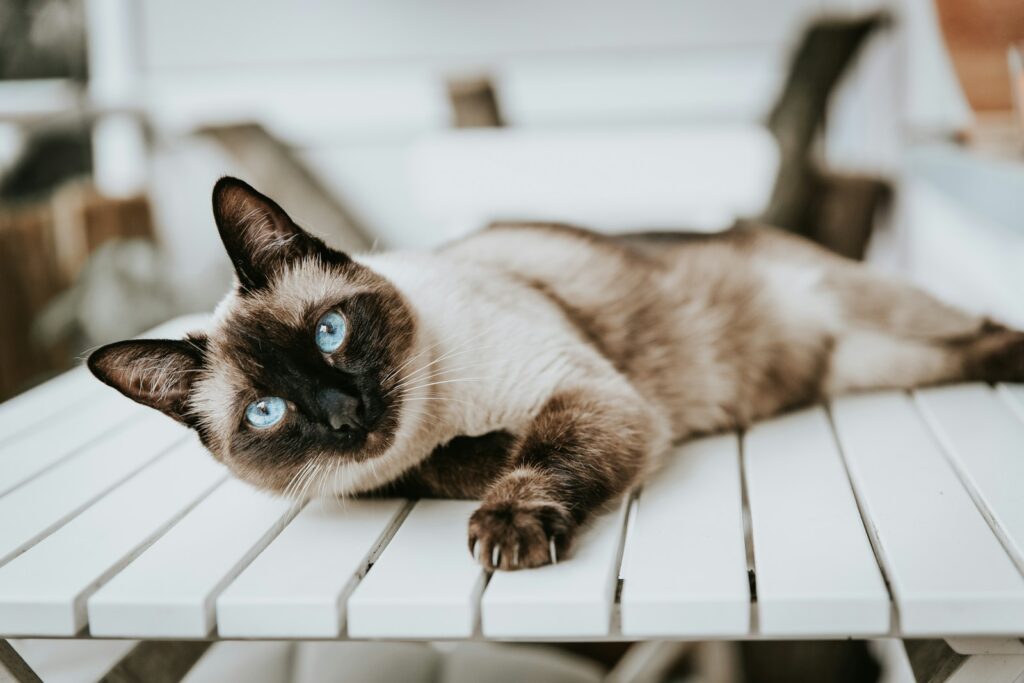 25 Compassionate Cat Breeds Known for Their Remarkable Emotional Intelligence