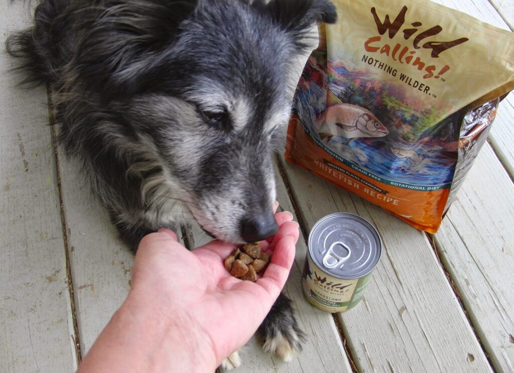 Dogs vs Cats: The Ultimate Battle Decided by 28 Scientific Studies