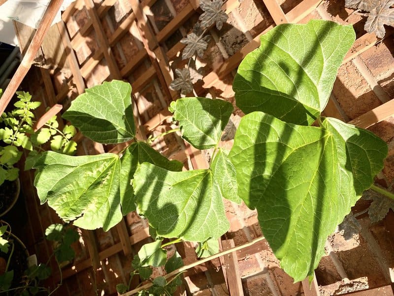 7 Fascinating Ways Plants Smell Danger (Plus 18 Species With the Best Noses)