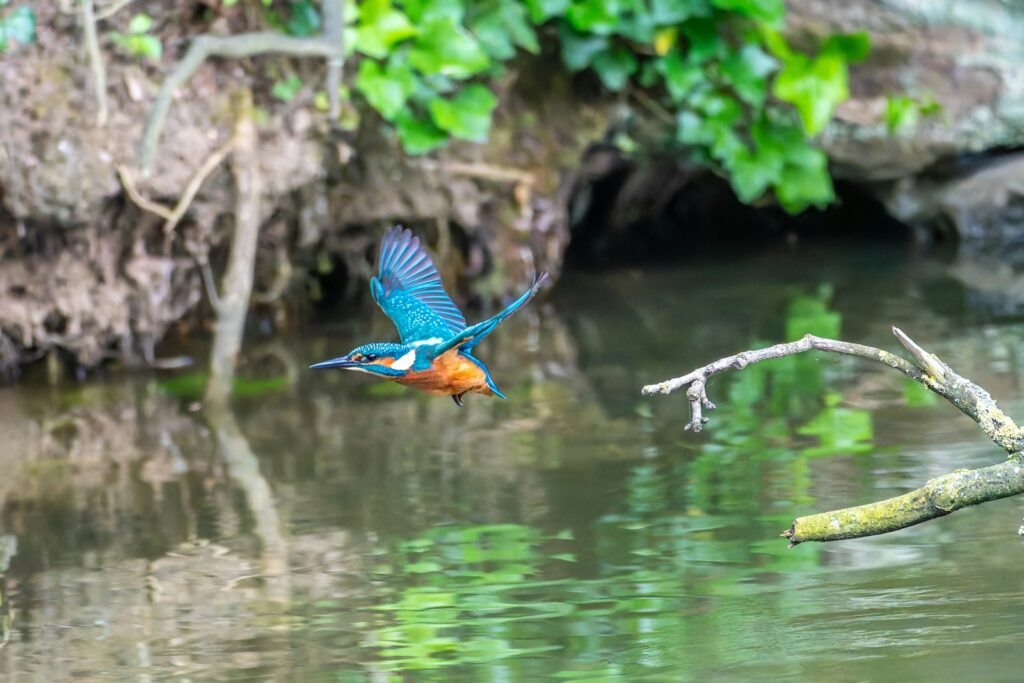 Wings of Wonder: Engineering Marvels in the Bird Kingdom