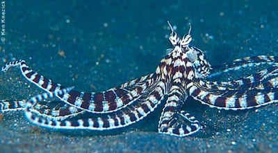 Breakthrough in Marine Biodiversity: Researchers Uncover New Species in Pacific Abyss