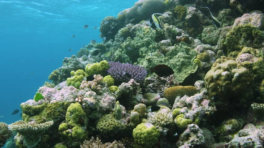 The Great Barrier Reef’s Chemical Conversations: How Coral, Fish, and Algae Talk Underwater