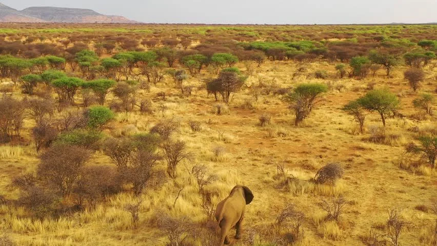 The Elephant Graveyards Are Real—And Scientists Finally Know Why They Exist