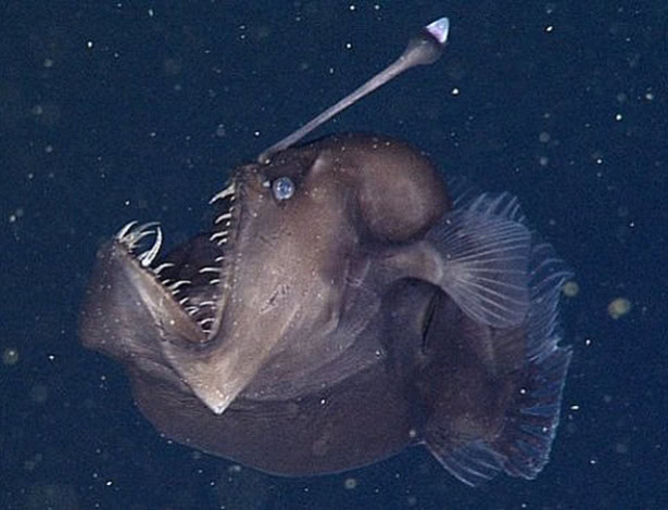 38 Bizarre Deep-Sea Creatures Scientists Discovered in the Last Decade