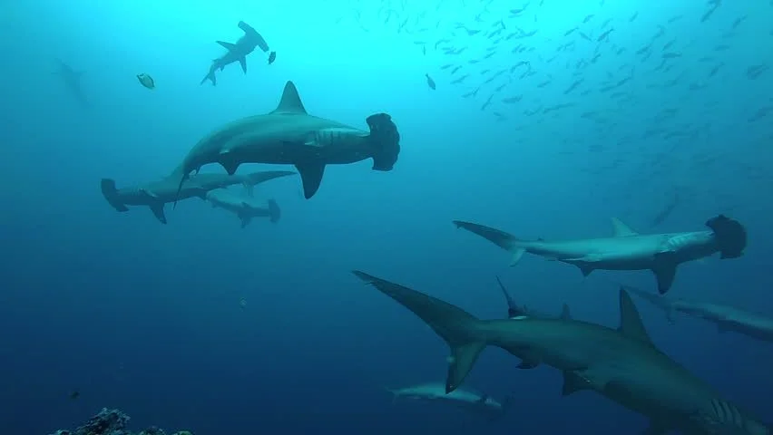 Do Sharks Make Sounds? 21 Mind-Blowing Facts About This Accidental Discovery