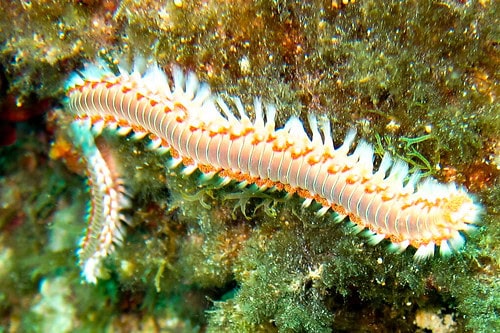 27 Creatures That Glow in the Dark (And Why They Do It)