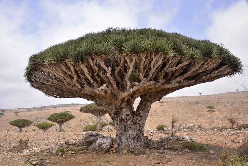 These 25 Ancient Plants Have Witnessed Centuries of History