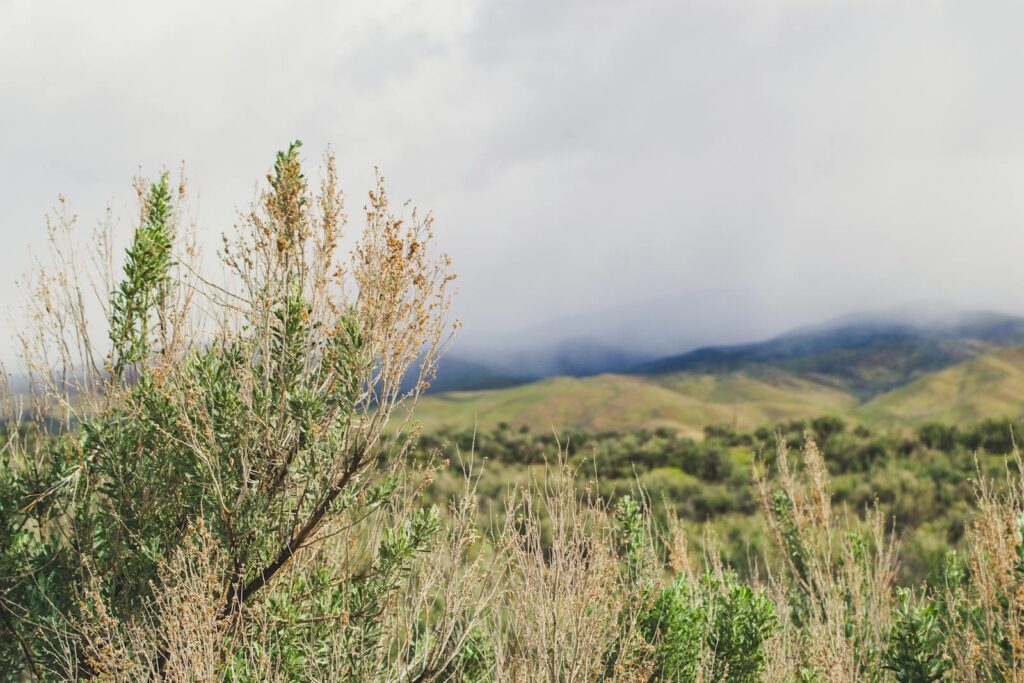 7 Fascinating Ways Plants Smell Danger (Plus 18 Species With the Best Noses)