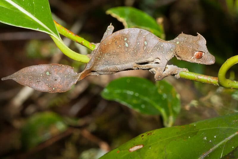 26 Animals That Can Teleport Short Distances When No One&#8217;s Looking