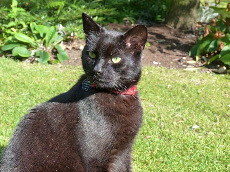 The Essential Guide to Pet Microchipping: Ensure Your Furry Friend&#8217;s Safe Return