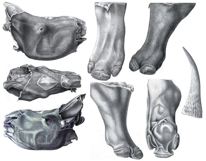 Woolly Rhino Remains Discovered in Alaska