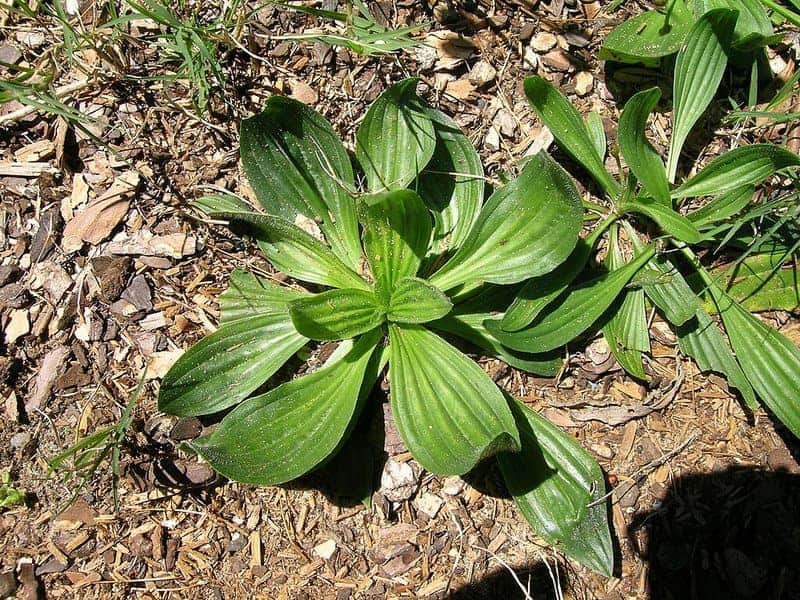 25 Plants That Can Survive a Zombie Apocalypse