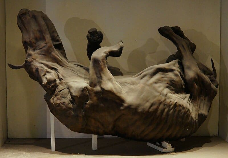 Woolly Rhino Remains Discovered in Alaska