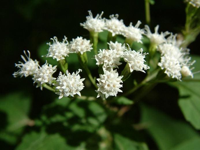 North America&#8217;s Most Lethal Plant: How This Ordinary-Looking Species Can Kill — And 10 More Dangerous Plants to Avoid