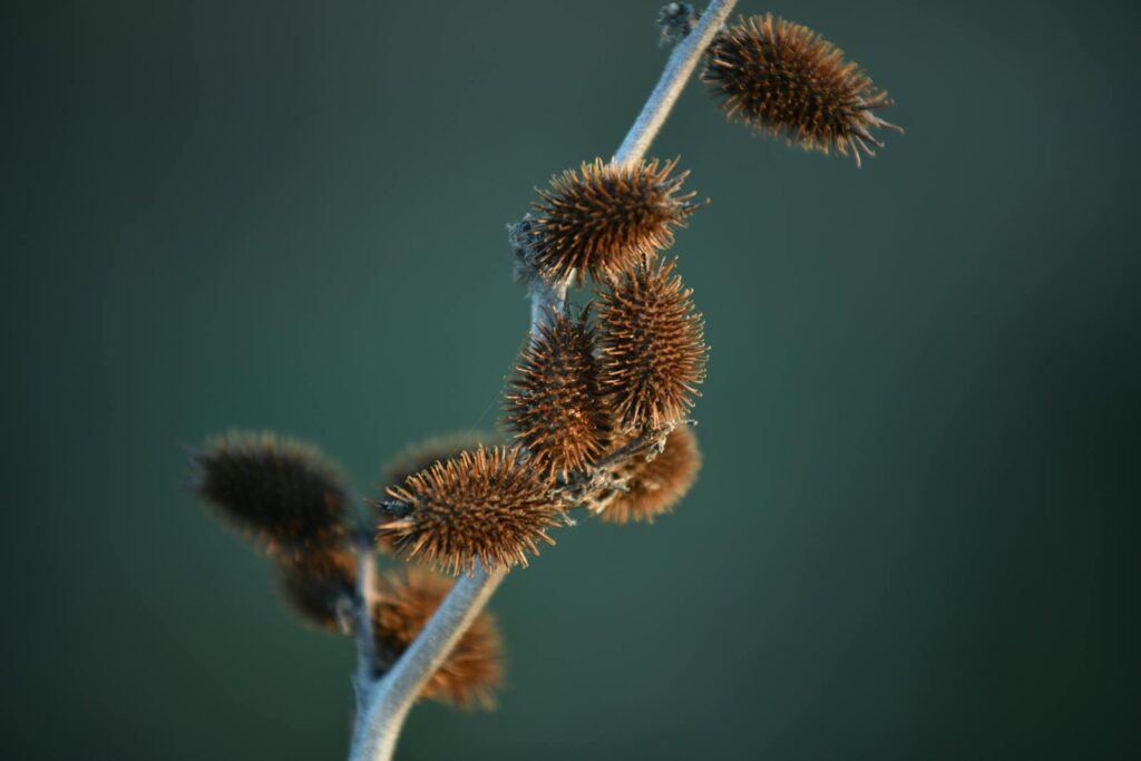 25 Brilliant Engineering Solutions Nature Invented First