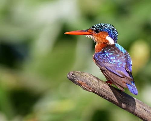 30 Animals That Create Art for Pure Aesthetic Pleasure