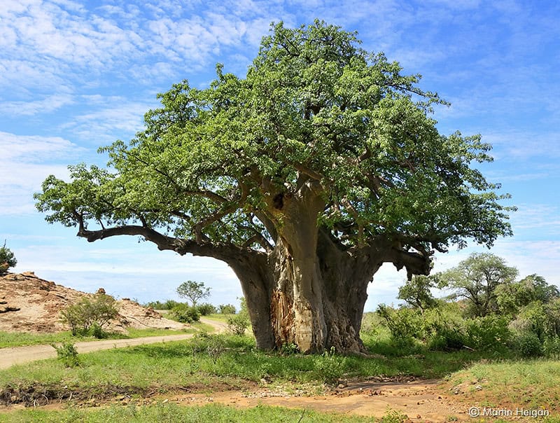 These 25 Ancient Plants Have Witnessed Centuries of History