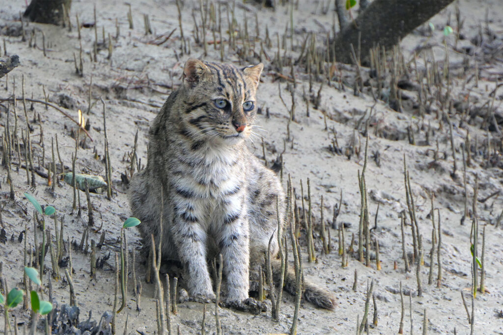 The most brutal hunters on Earth aren&#8217;t what you think: 21 predator strategies that redefine deadly