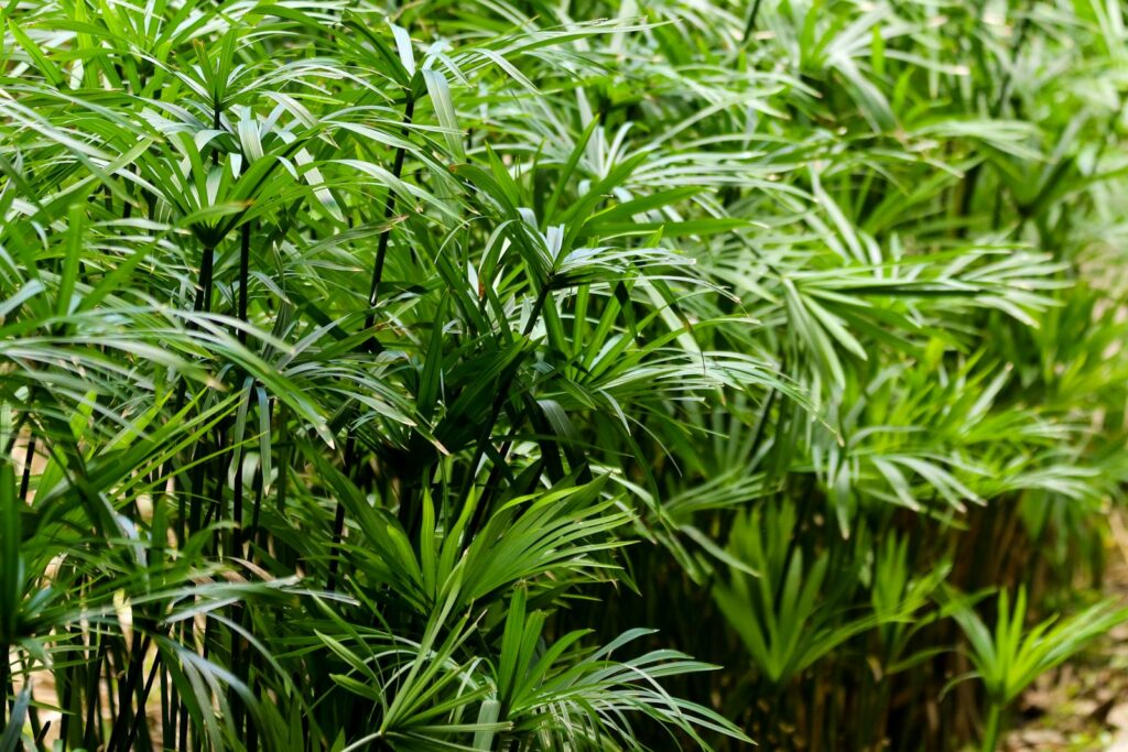 24 Houseplants That Actually Clean Your Air (Most Don&#8217;t Do Anything)