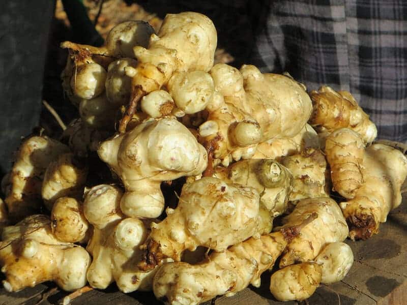 25 Plants That Can Survive a Zombie Apocalypse