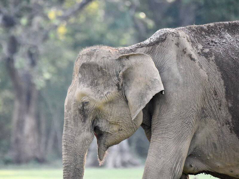 15 Animals That Understand Human Emotions, According to Science