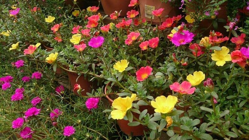 25 Plants That Can Survive a Zombie Apocalypse
