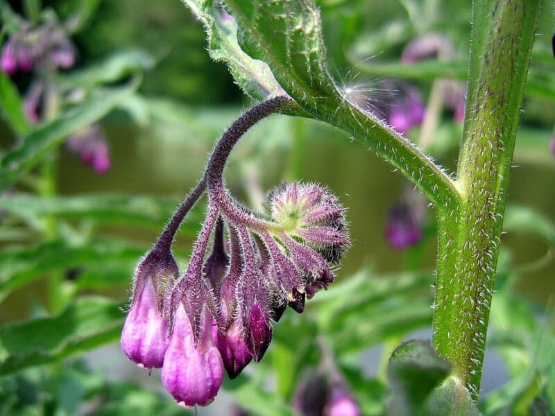 25 Plants That Can Survive a Zombie Apocalypse